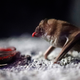 A captive vampire bat drinking cow blood.